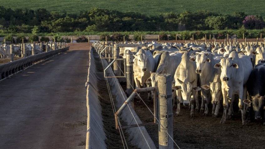 Procedimentos para Autorização Excepcional de Abate de acordo com Preceitos Religiosos.